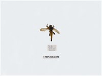 藏品(雙翅目)的圖片